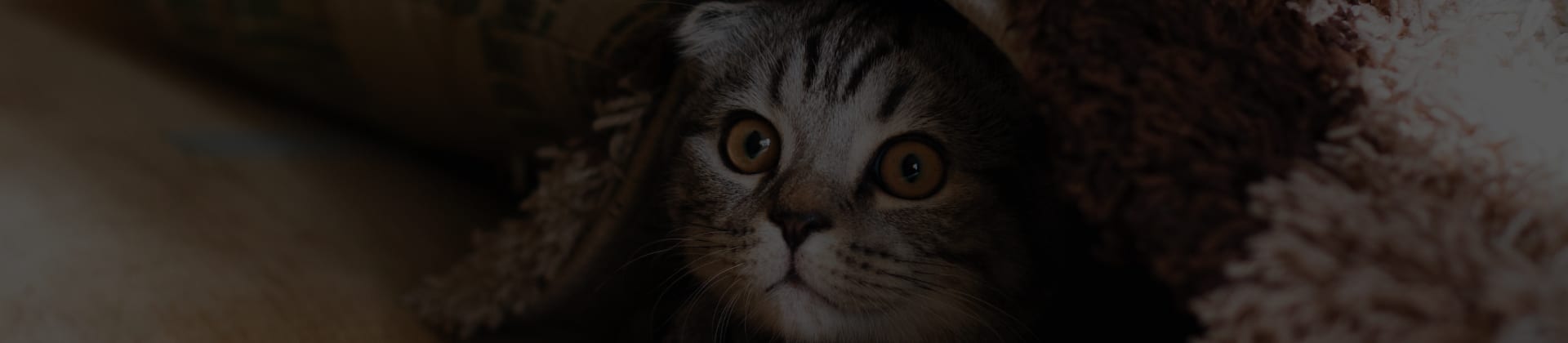 Chaton